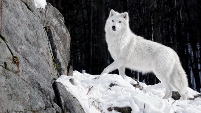 گرگ-سفید-زمستان-حیوان-حیوانات